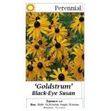 Black-eye Susans Rudbeckia