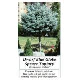 Topiary Blue Dwarf Globe Spruce