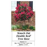 Tree Rose Red Double Knock Out