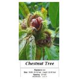 Chestnut Tree