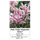 Magnolia Pink Tulip Betty