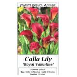 Royal Valentine Red Calla Lily Annual
