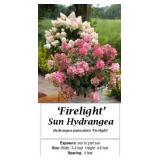 Hydrangea Sun Fire Light