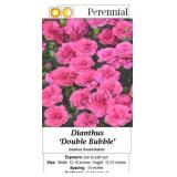 Dianthus Pink Double Bubble Dwarf