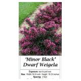 Weigela Pinky Black Leaf Dwarf