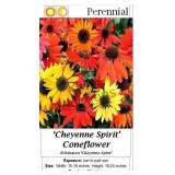 Coneflower Mixed Colors Cheyenne