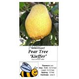 Pear Tree Sweet Kieffer