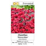 Dianthus Cherry Red Maraschino