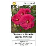 Red Hardy Hibiscus Dinnerplate Summer In Paradise