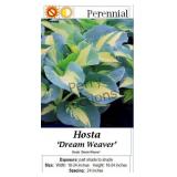 Dream Weaver Hosta Green & Yellow