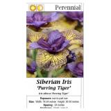 Purring Tiger Siberian Iris