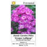 Garden Phlox Grape Lollipop