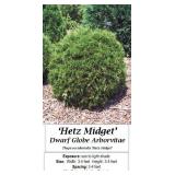 Dwarf Globe Arborvitae