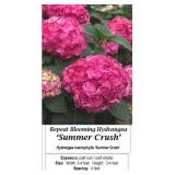 Pink Hydrangea Summer Crush Mophead Rebloomer