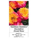 Rainbow Sunblaze Dwarf Rose