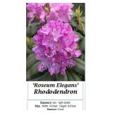 Rhododendron Rosy Lavender Elegant