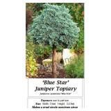 Topiary Blue Star Juniper
