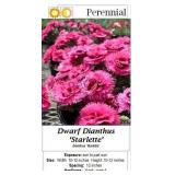 Dianthus Purple Starlette Dwarf