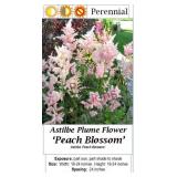 Plume Flower Peach Blossom Astilbe