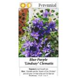Clematis Vine Colorful Collection