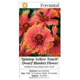 Dwarf Blanket Flower Red Touched Yellow