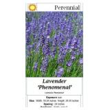 Lavender Blue Fragrant Phenomenal