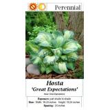 Great Expectations Hosta Green & Yellow