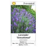 Lavender Blue Fragrant Sensational