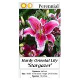 Stargazer Lily Pink Fragrant Oriental