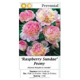 Peony Raspberry Sundae