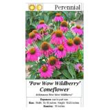 Coneflower Purple Wildberry Pow Wow