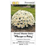 Shasta Daisy White Dwarf Whoops-a-daisy