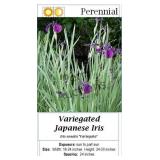 Iris Variegated Purple Japanese