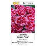 Dianthus Sugar Plum Pink-rose Bicolor