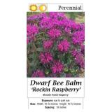 Bee Balm Rockin' Raspberry Dwarf