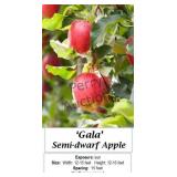 Apple Tree Gala