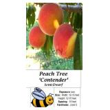 Peach Tree Contender  Freestone