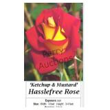 Ketchup & Mustard Rose Hasslefree