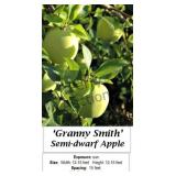 Apple Tree Granny Smith
