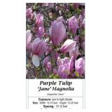 Magnolia Purple Tulip Jane