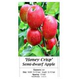 Apple Tree Honey Crisp