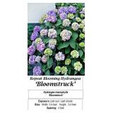 Hydrangea Blue Mophead Bloomstruck Rebloomer