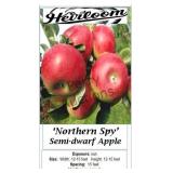 Apple Tree Northern Spy