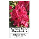 Rhododendron Red Nova