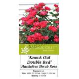 Rose Red Knock Out Double