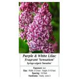 Lilac Purple Bi-color Fragrant Sensation