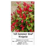 Weigela Red All Summer