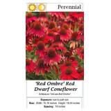 Coneflower Red Dwarf Ombre