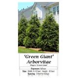 Green Giant Arborvitae