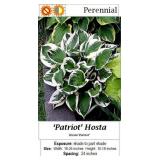 Hosta White & Green Patriot
